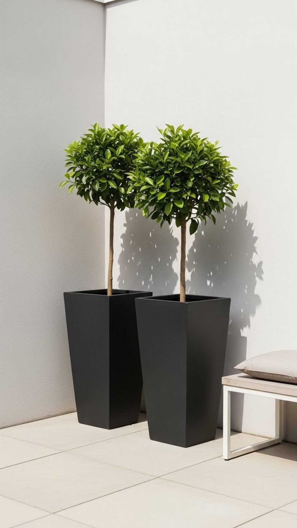 Minimalist Citrus Corner With Black Planters